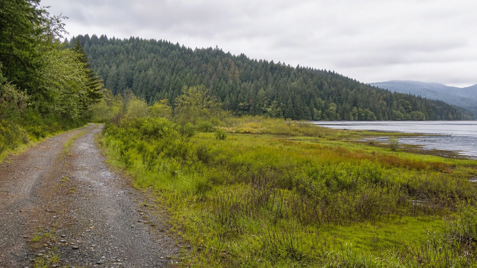 Open Washington land access road near Longview