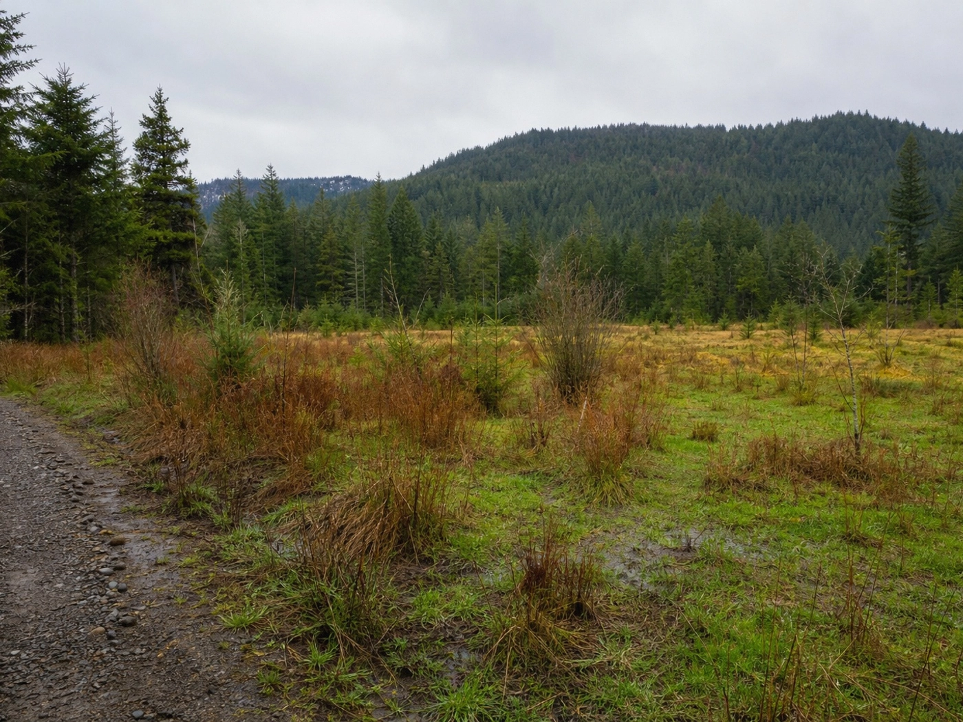 Timber Acreage in Longview